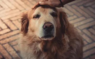 10 Most Asked Questions About Senior Dogs: Expert Answers