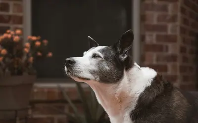 15 Healing Pet Loss Rituals to Honor Your Beloved Companion