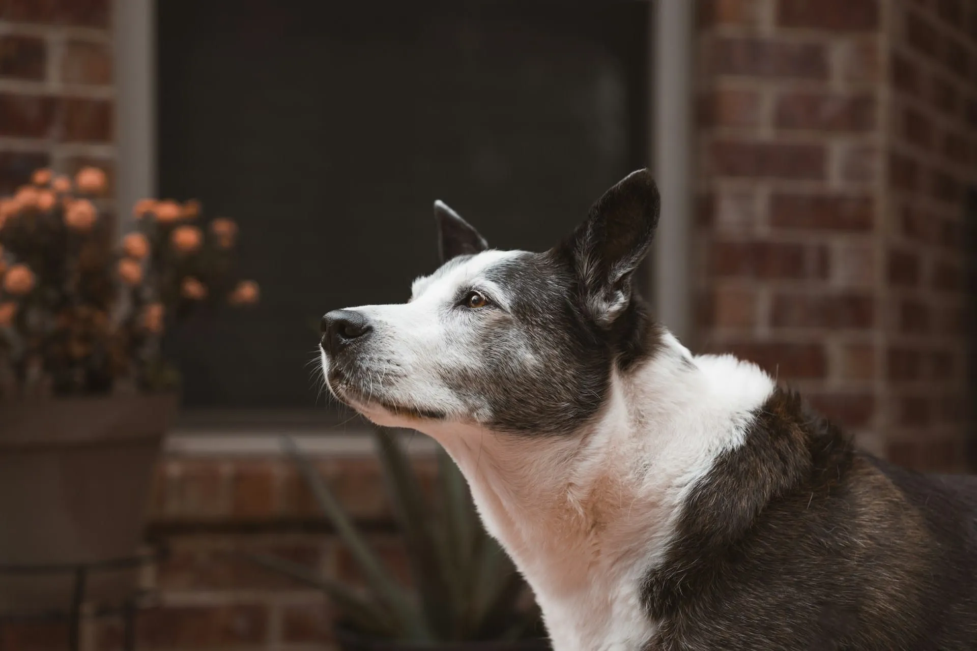 15 Healing Pet Loss Rituals to Honor Your Beloved Companion