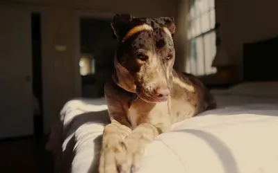 Addison’s Disease in Dogs: Complete Guide to Symptoms & Care