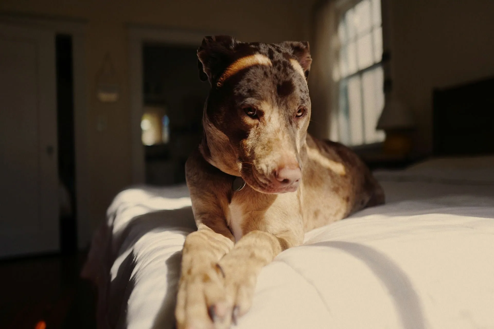 Addison's Disease in Dogs: Complete Guide to Symptoms & Care