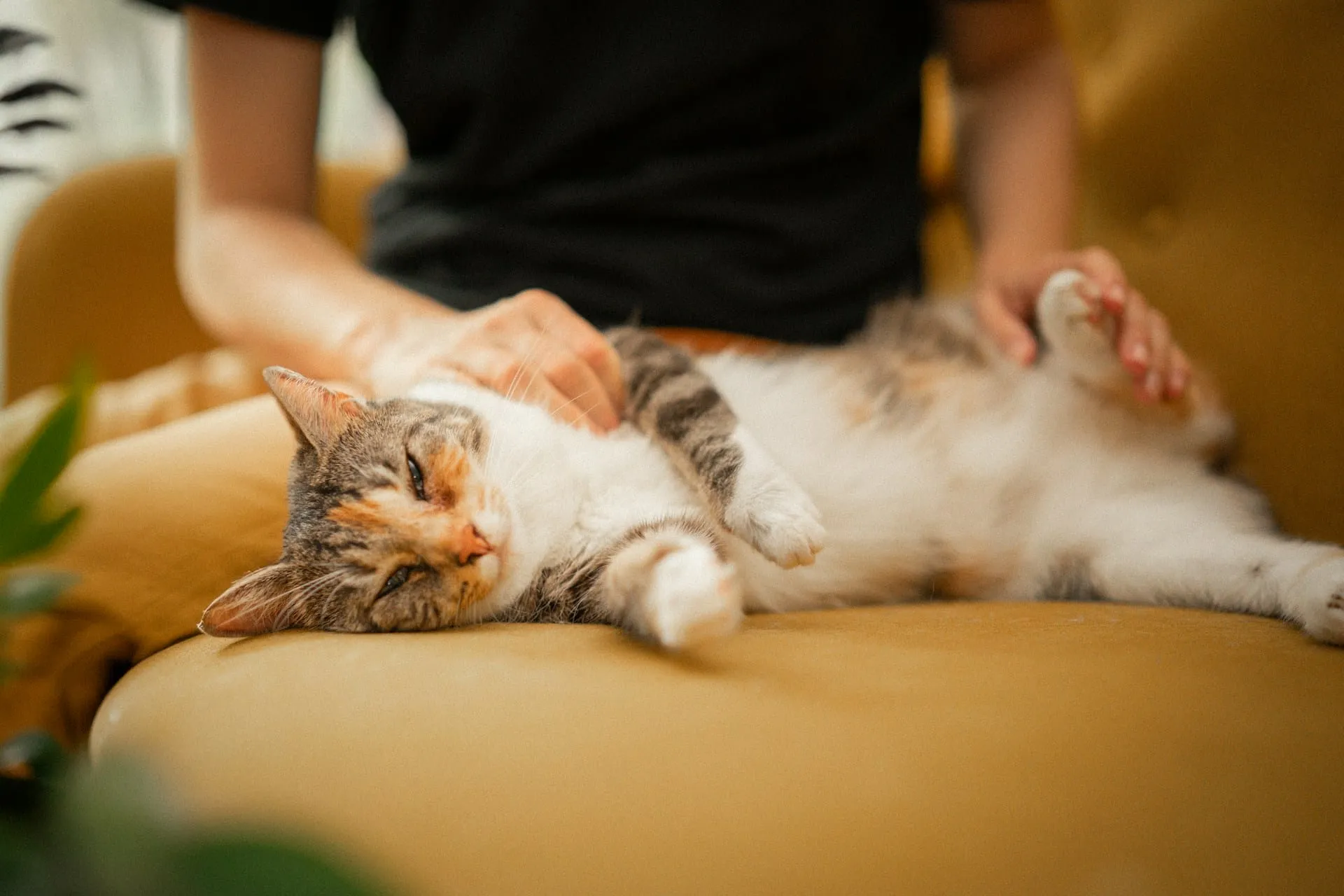 How to Find An Animal Reiki Practitioner Near Me