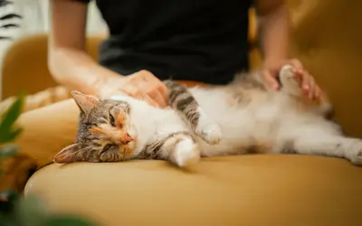 How to Find An Animal Reiki Practitioner Near Me