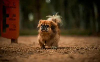 Anticipatory Grief: Coping When Your Senior Pet Ages