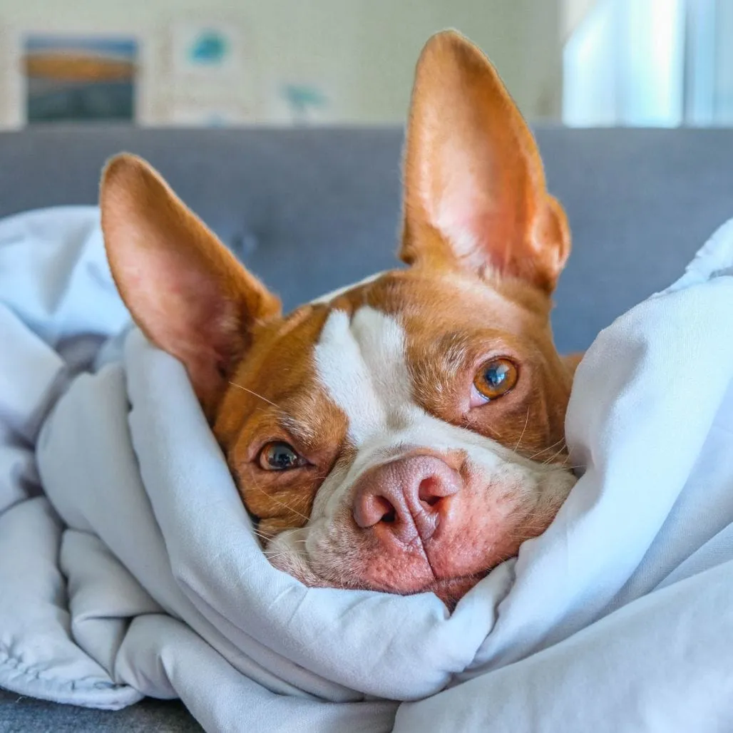 Baxter Greenbaum, a Boston Terrier