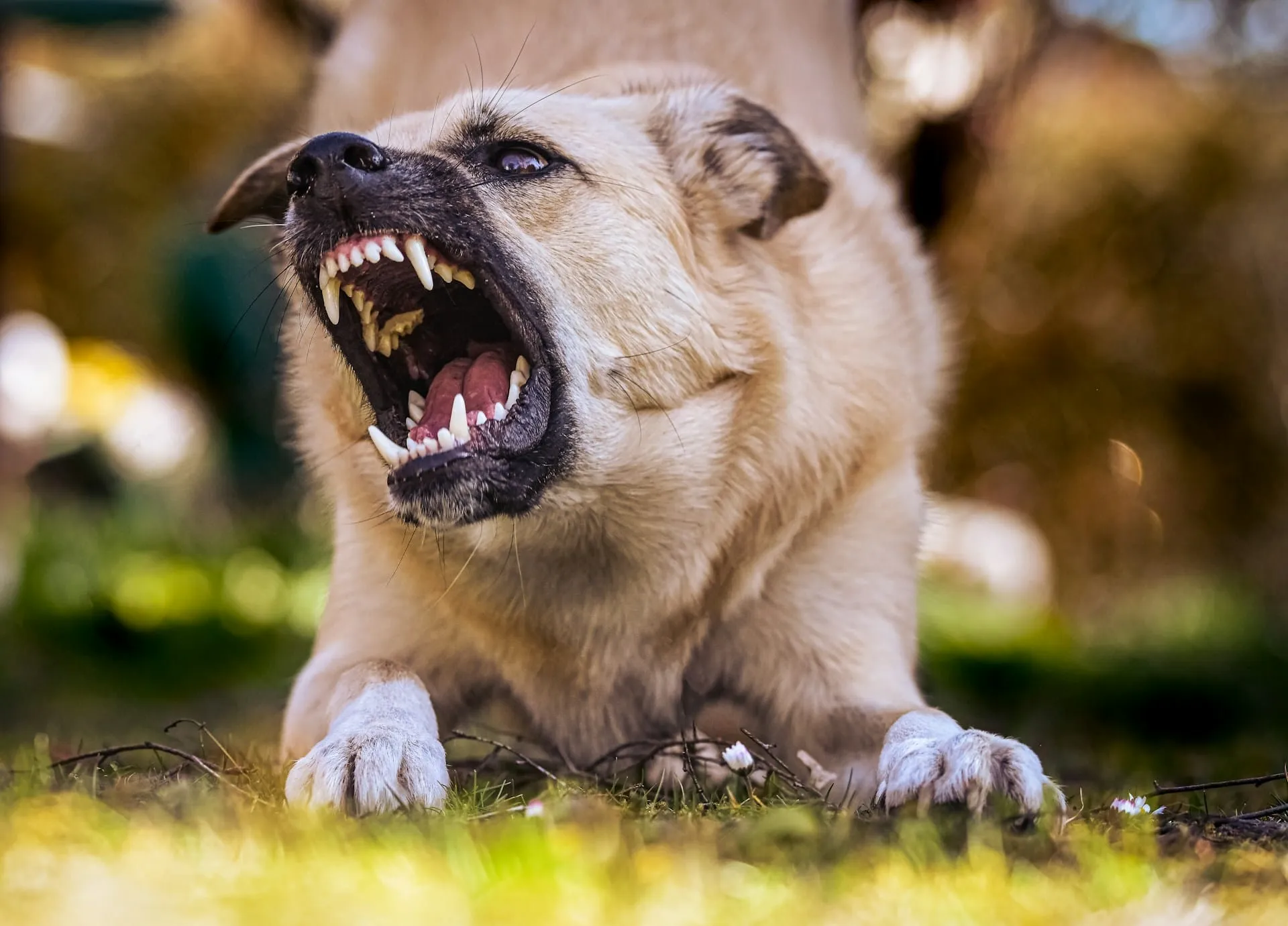 Behavioral Euthanasia: How Families Decide and Grieve