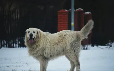 Best Mobility Aids for Large Senior Dogs: Complete Guide