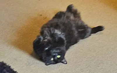 Binx Dorr George Memorial