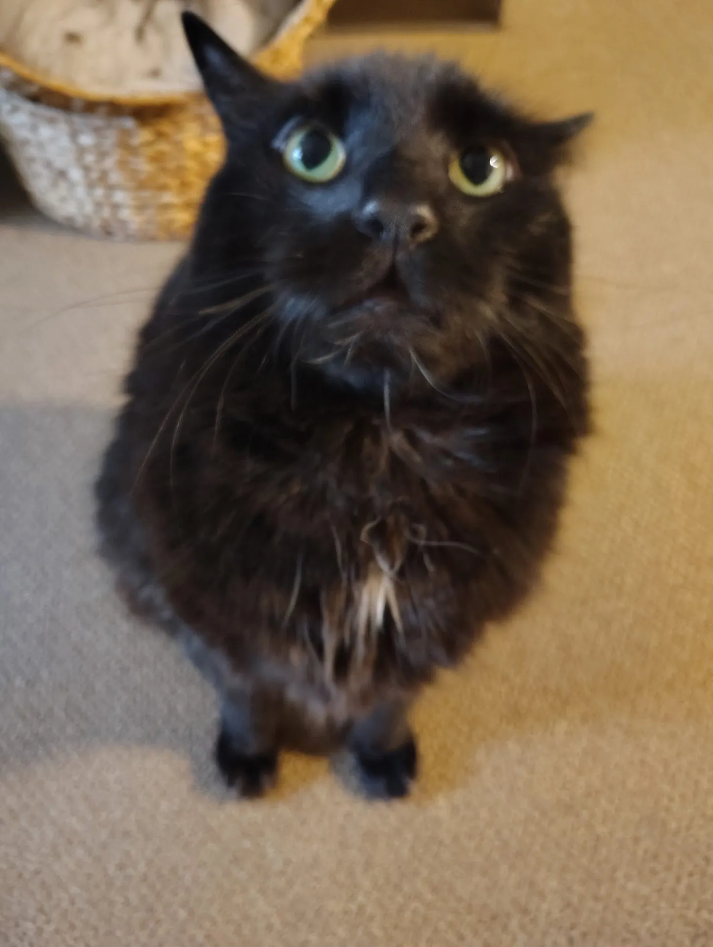 Binx Dorr George
