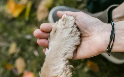 Can Benadryl Kill a Dog? Diphenhydramine Toxicity Guide