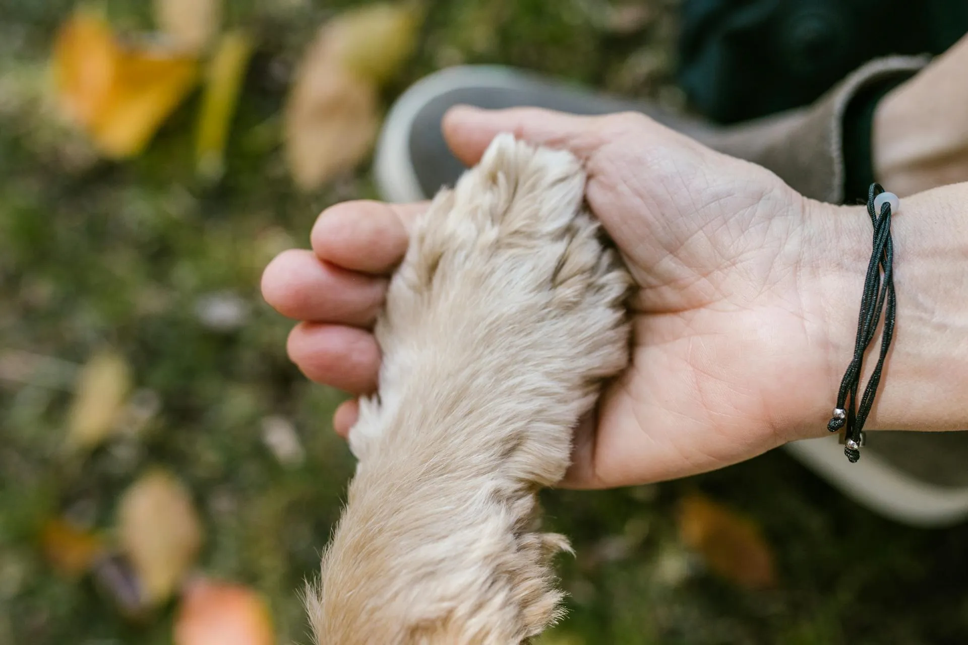 Can Benadryl Kill a Dog? Diphenhydramine Toxicity Guide
