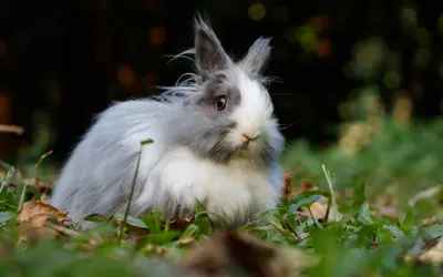 Caring for Aging Rabbits: Signs of Pain and Comfort Tips