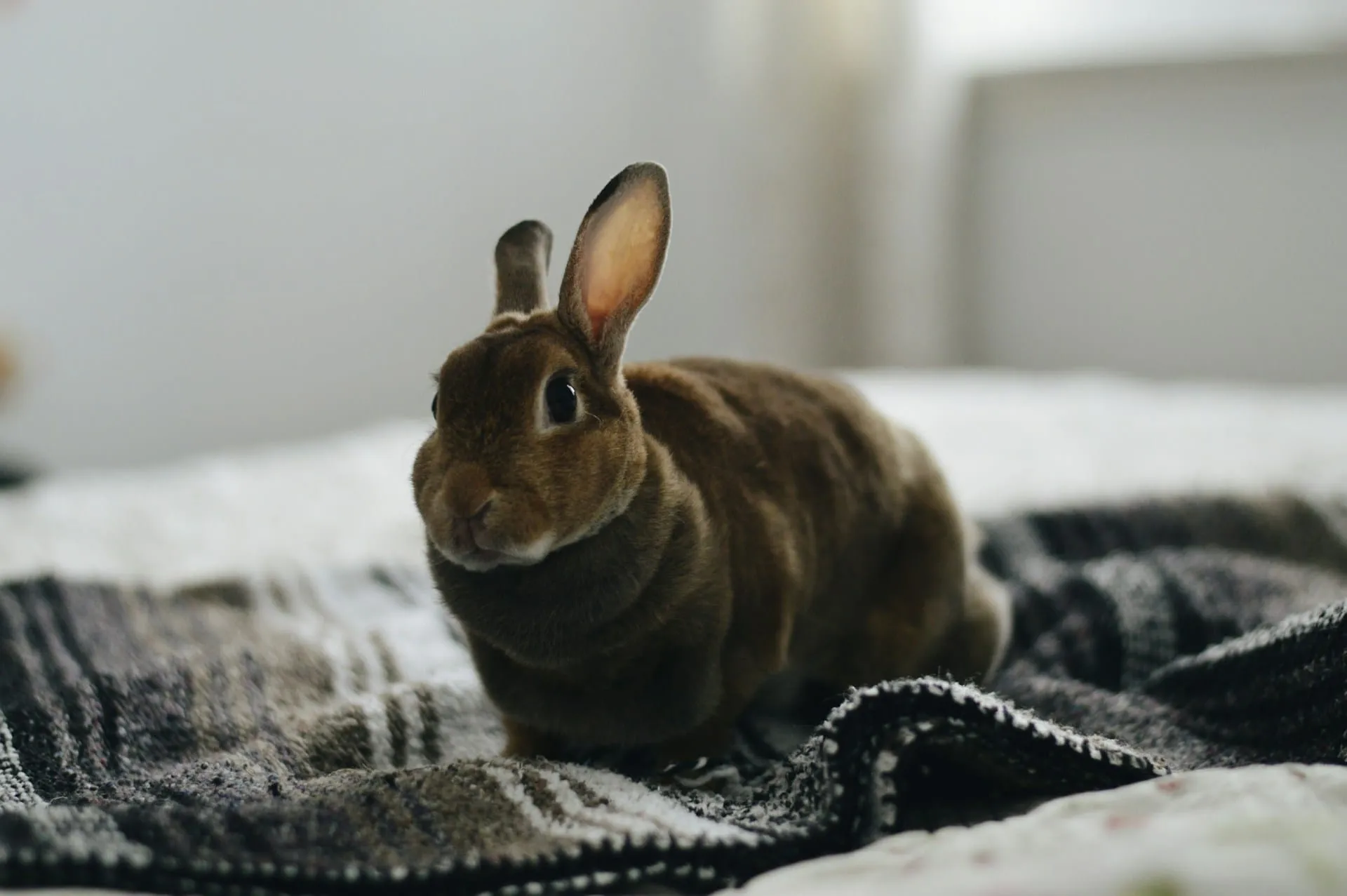 Caring for Senior Rabbits & Guinea Pigs: Complete Guide