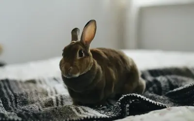 Caring for Senior Rabbits & Guinea Pigs: Complete Guide