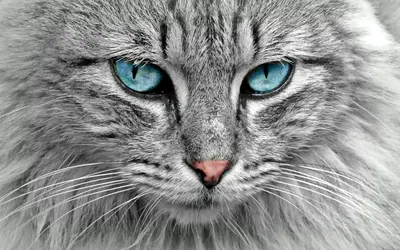 Cat Body Language Pain: Signs Your Cat Is Hurting