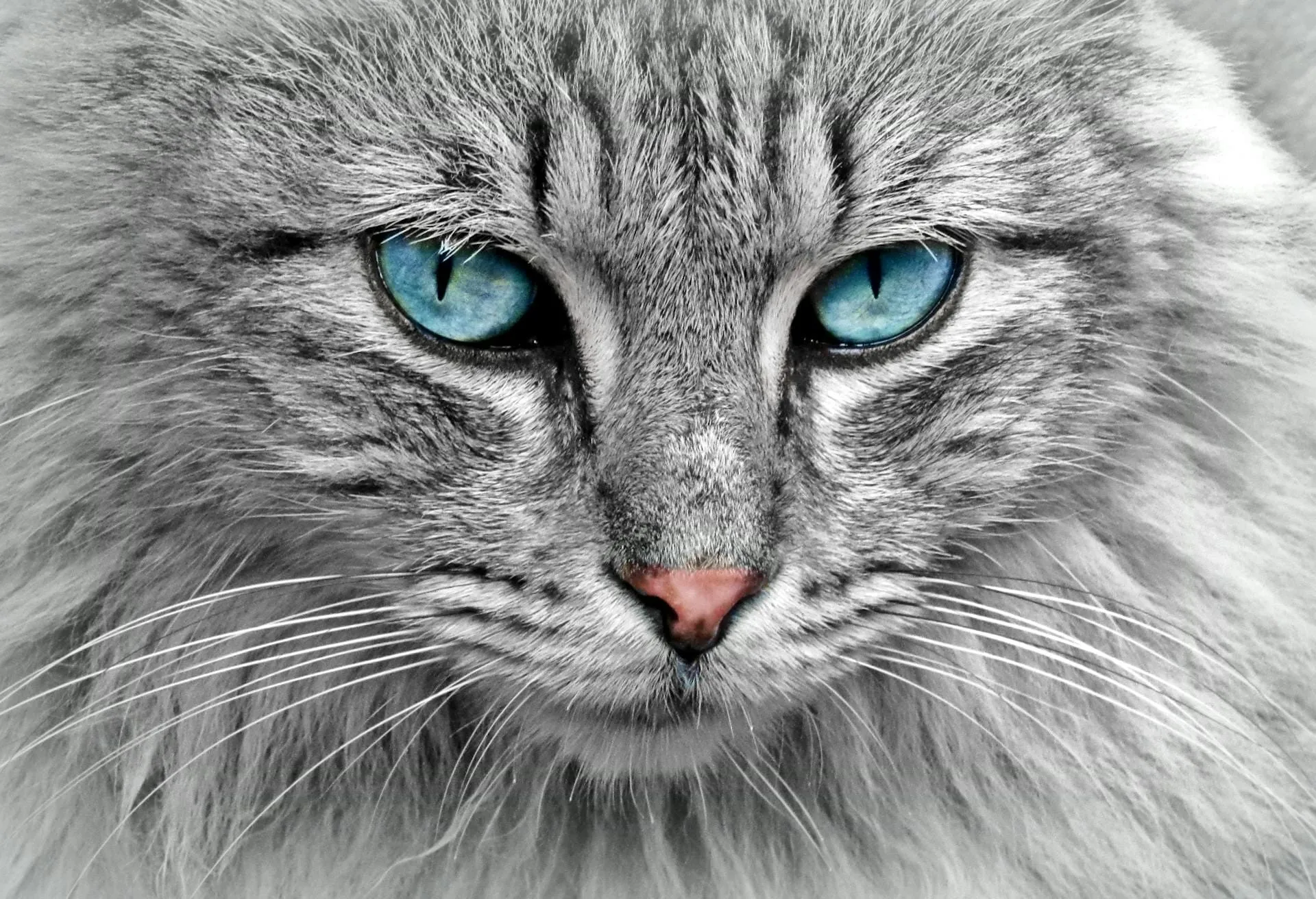 Cat Body Language Pain: Signs Your Cat Is Hurting