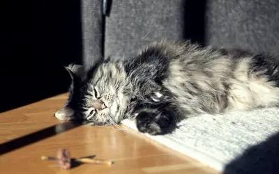 Cat FIV and FeLV Diagnosis: Care Guide for Positive Cats