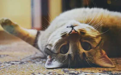 Common Diseases in Senior Cats: Symptoms to Watch For
