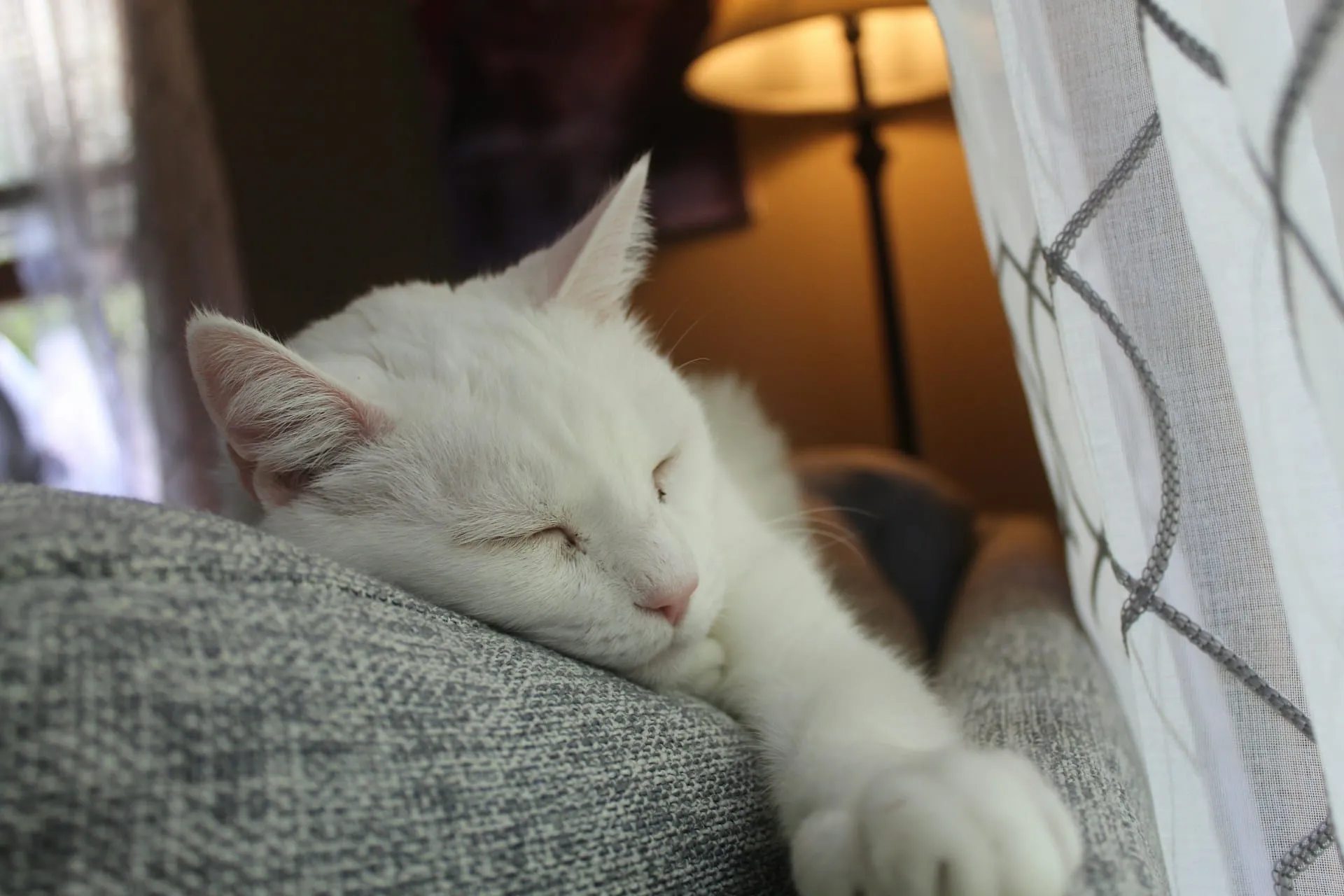 Complete Guide to Caring For Your Special Needs Senior Pet