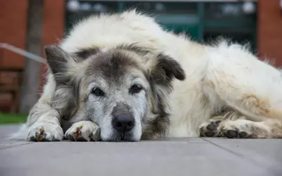 Congestive Heart Failure in Dogs and Cats: Signs and Care