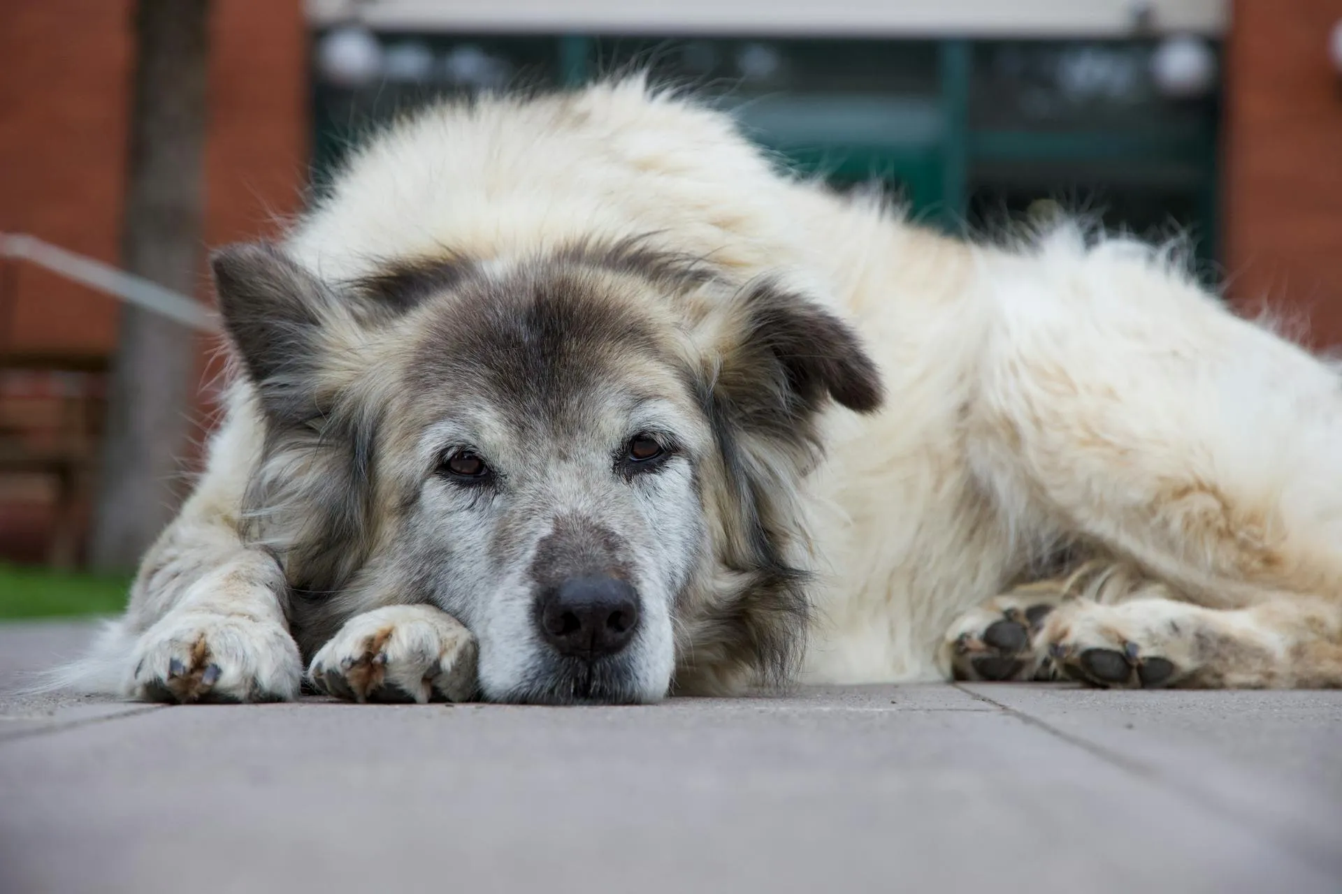 Congestive Heart Failure in Dogs and Cats: Signs & Care