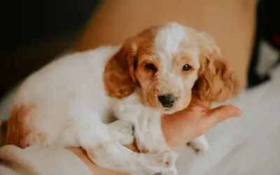 Coping With Puppy Loss: A Compassionate Guide to Healing
