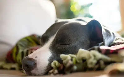Discovering Your Pet Has Died: Navigating the Shock