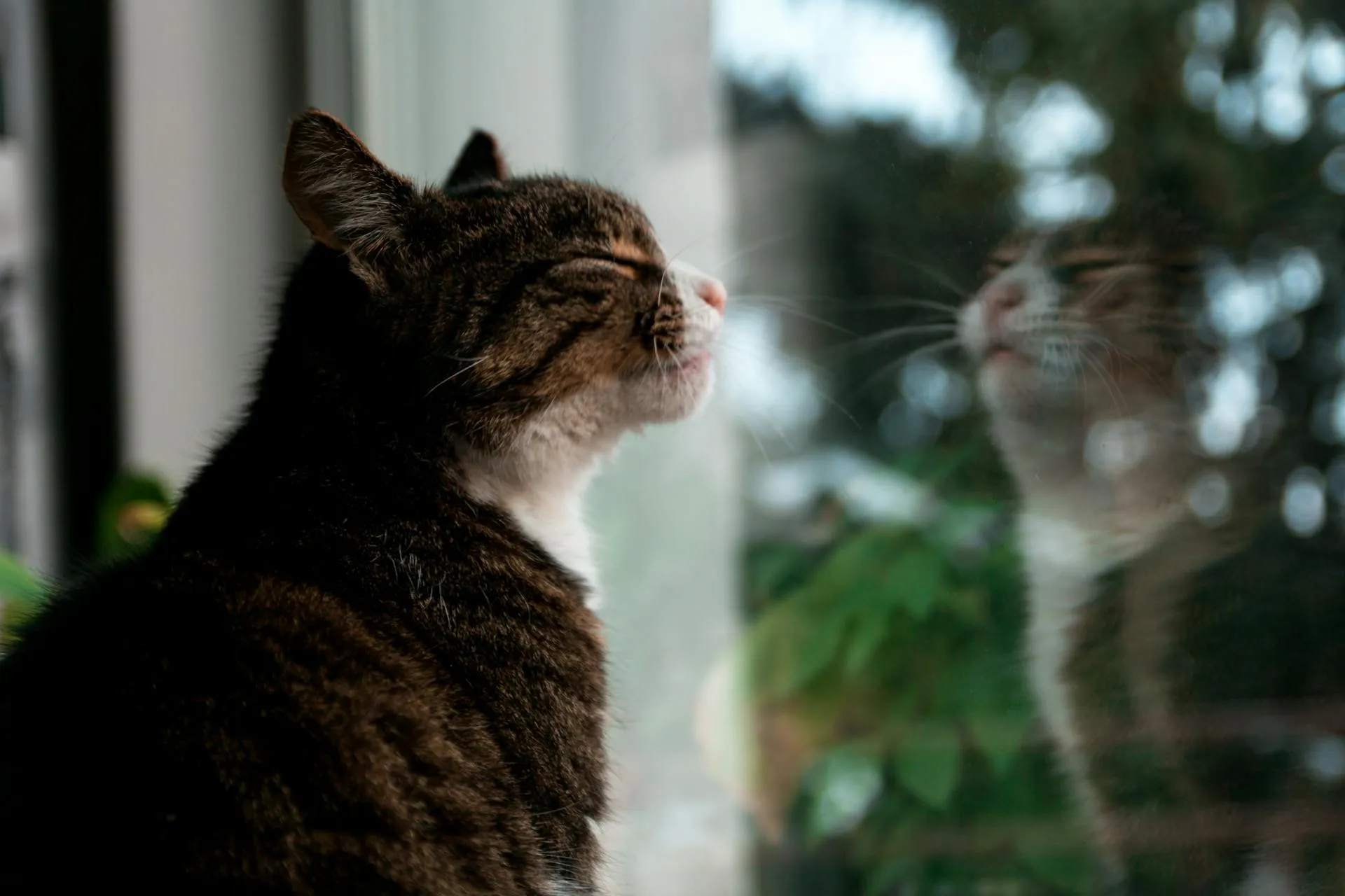 Do Cats Have Souls? Understanding Your Cat's Spirit