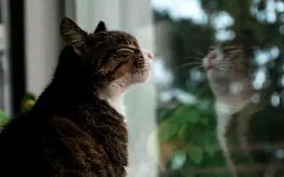 Do Cats Have Souls? Understanding Your Cat’s Spirit