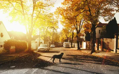 Do Dogs Have Souls? What Science and Faith Tell Us