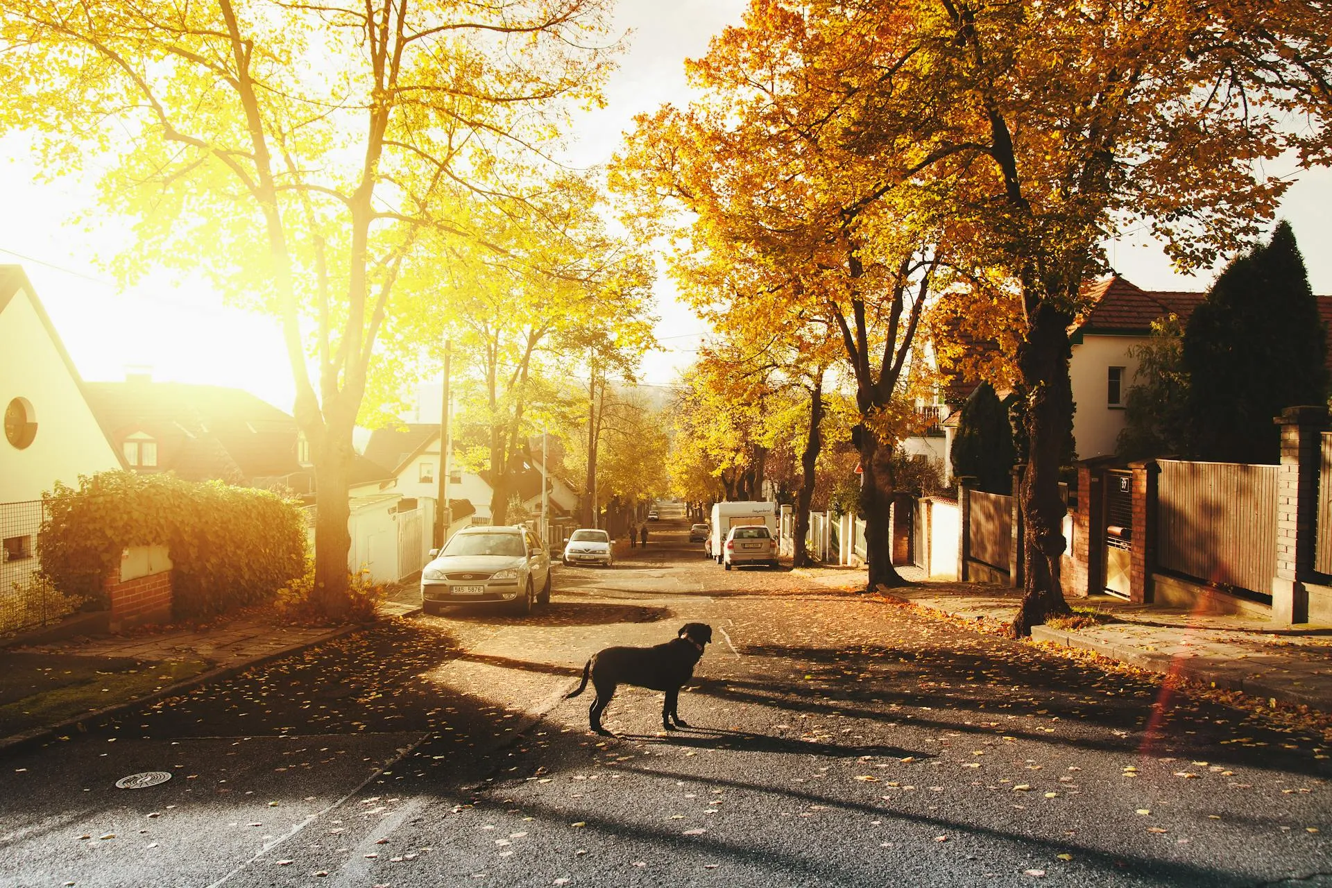 Do Dogs Have Souls? What Science and Faith Tell Us