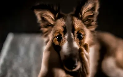 Do Dogs Know When They Are Dying? (And Do Cats?)