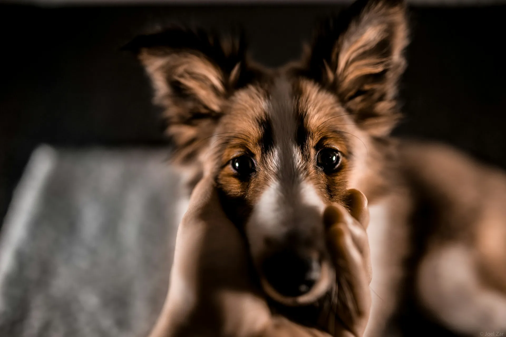 Sable and white dog with a white blaze looking at the camera while two hands gently hold their face