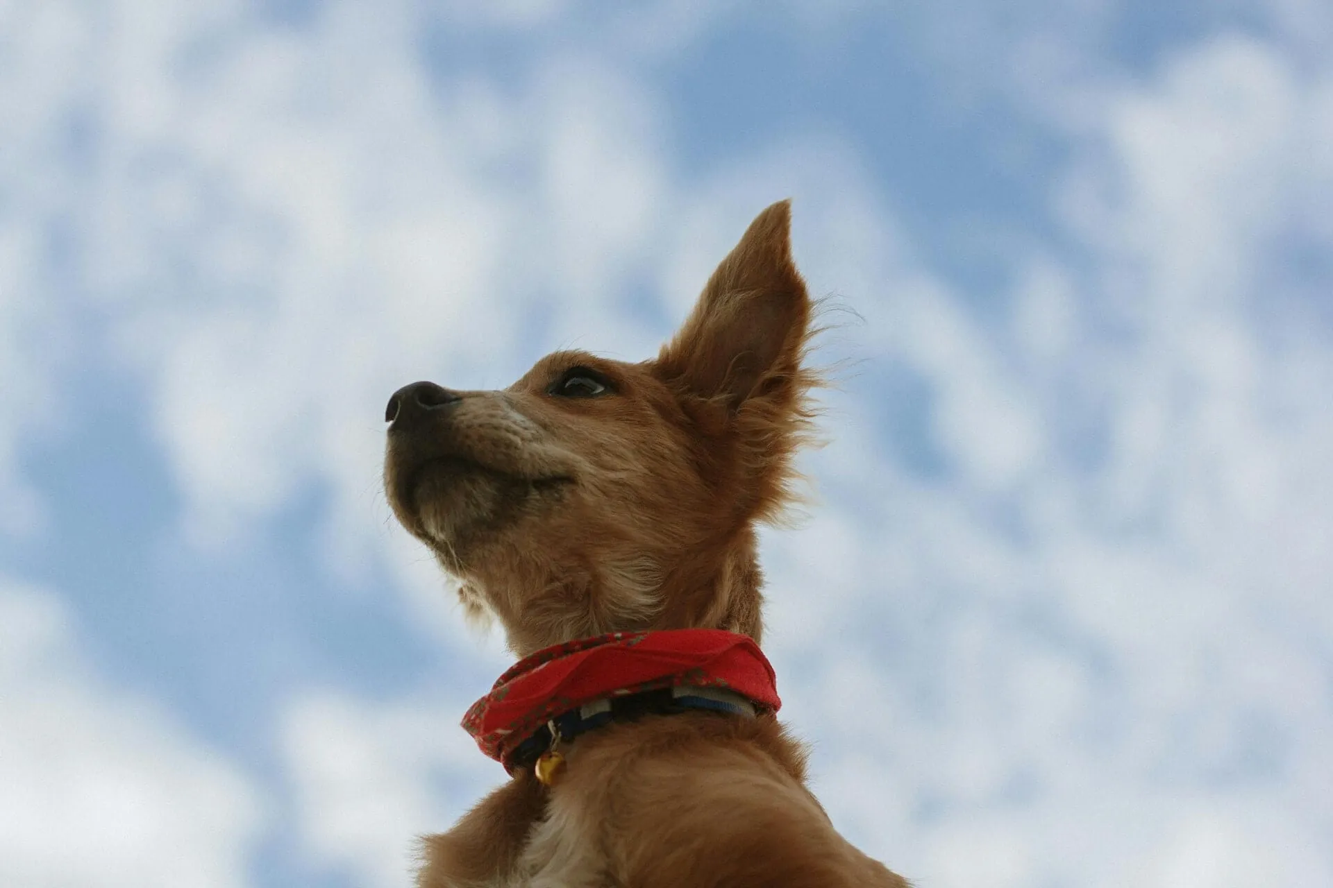 Do Pets Go to Heaven? What Each Faith Really Says