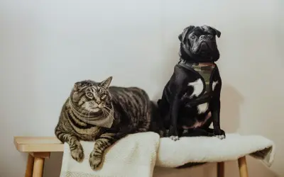 Does Pet Insurance Cover Euthanasia?