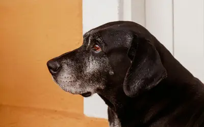 Dog Body Language Pain: Read Your Dog’s Pain Signals