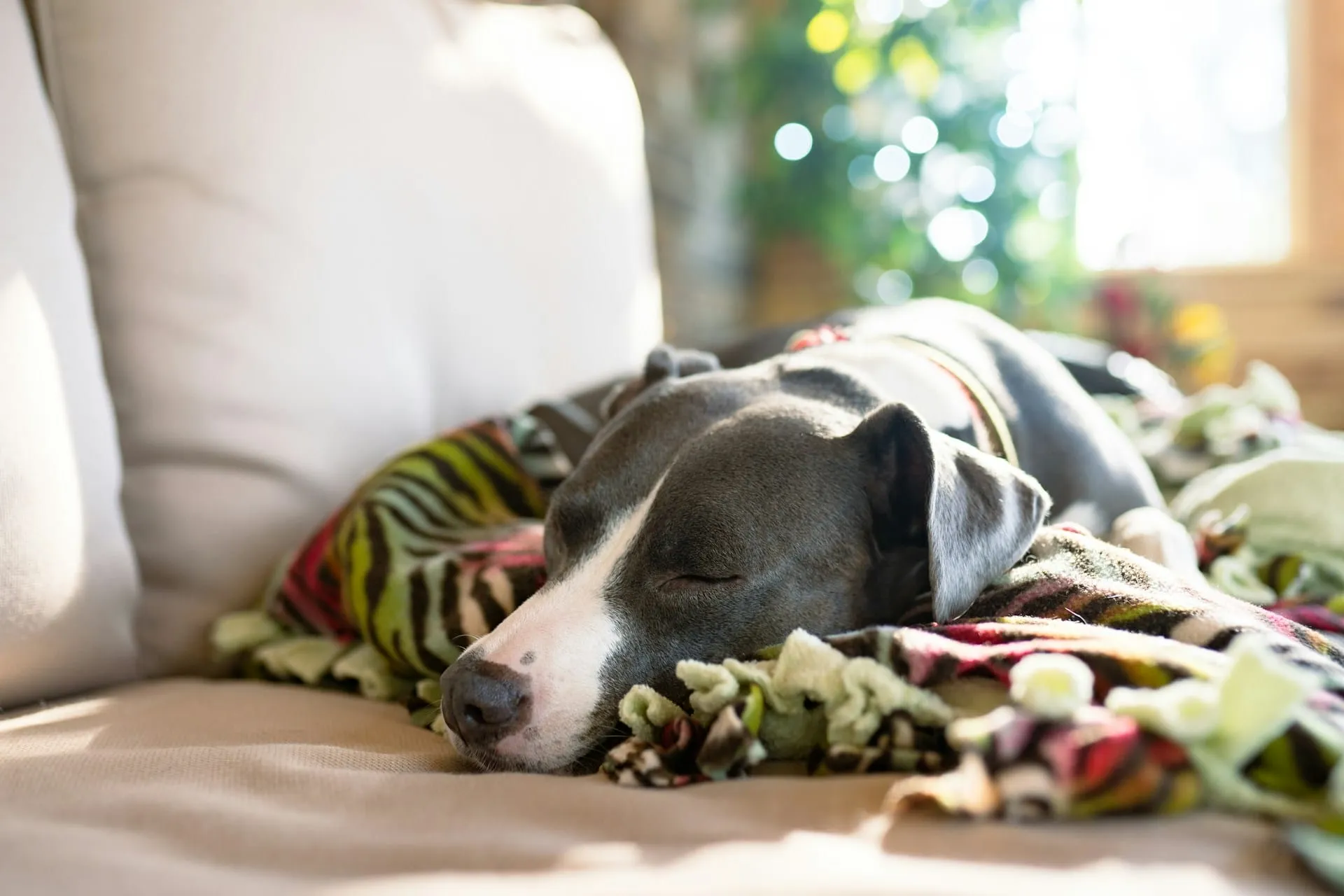 Dog Death: A Guide for the First 48 Hours After Loss