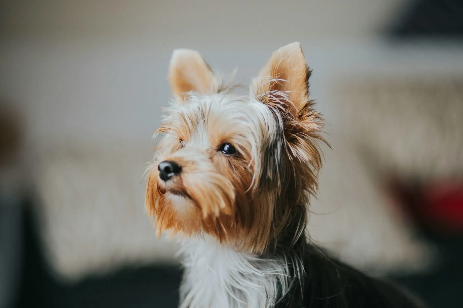 Dog Kidney Disease: What to Do After Diagnosis