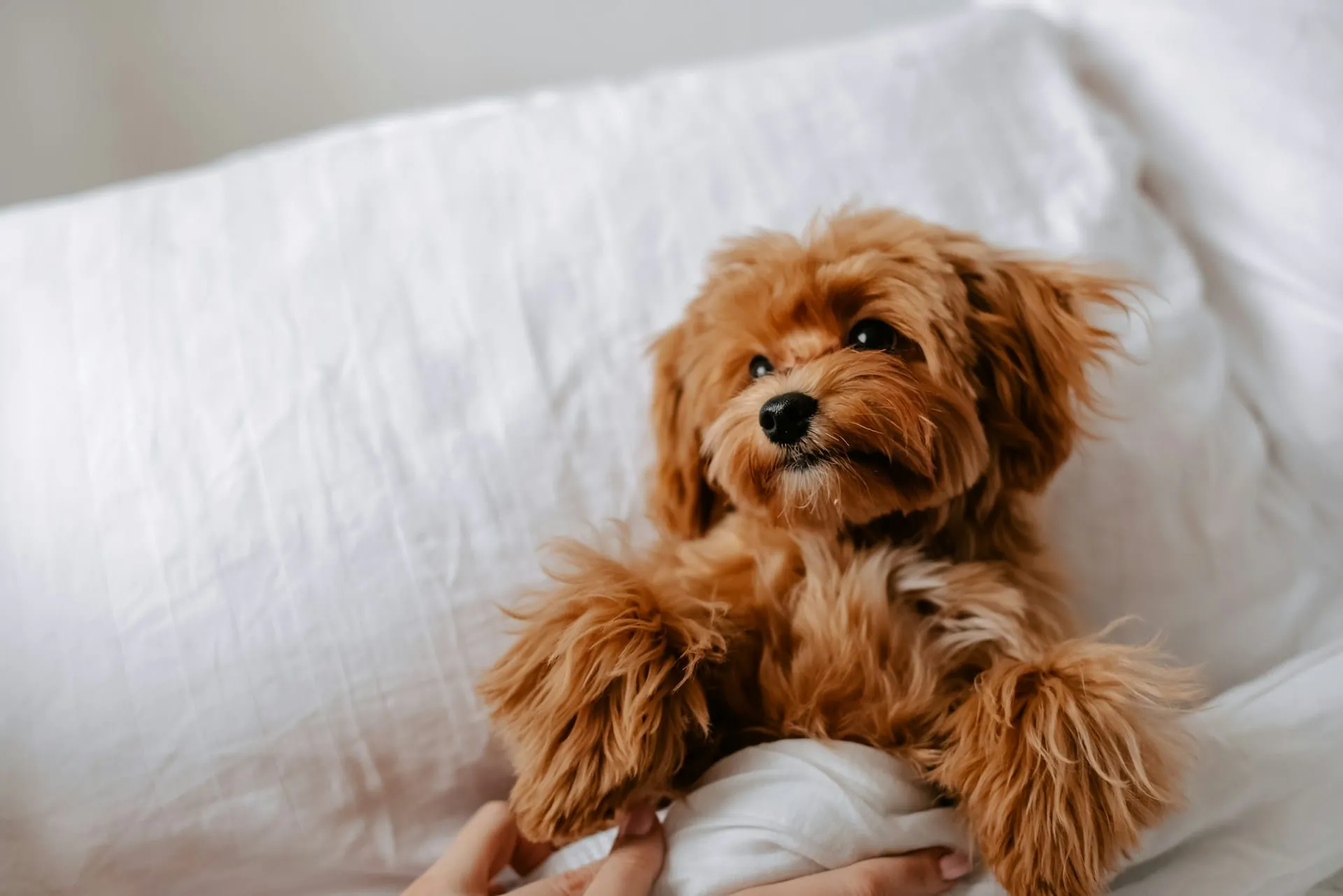 Dog Leptospirosis Treatment: What to Do After Diagnosis