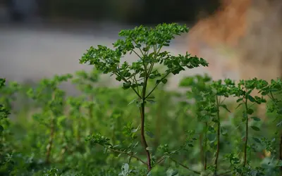 Eco-Friendly Pet Burial: Green Memorial Guide