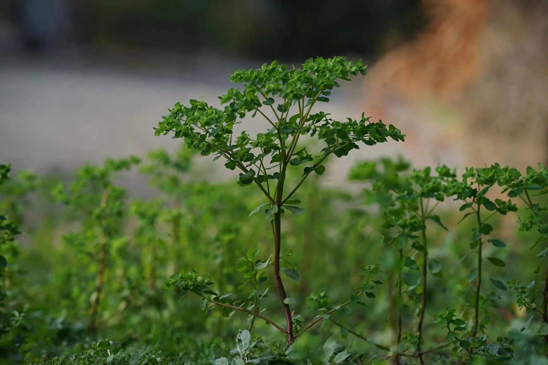 Eco-Friendly Pet Burial: Green Memorial Guide