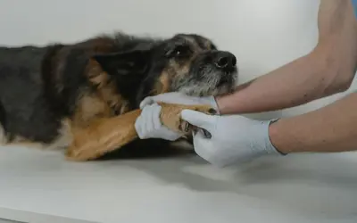 Emergency Vet or Wait Until Morning? How to Decide