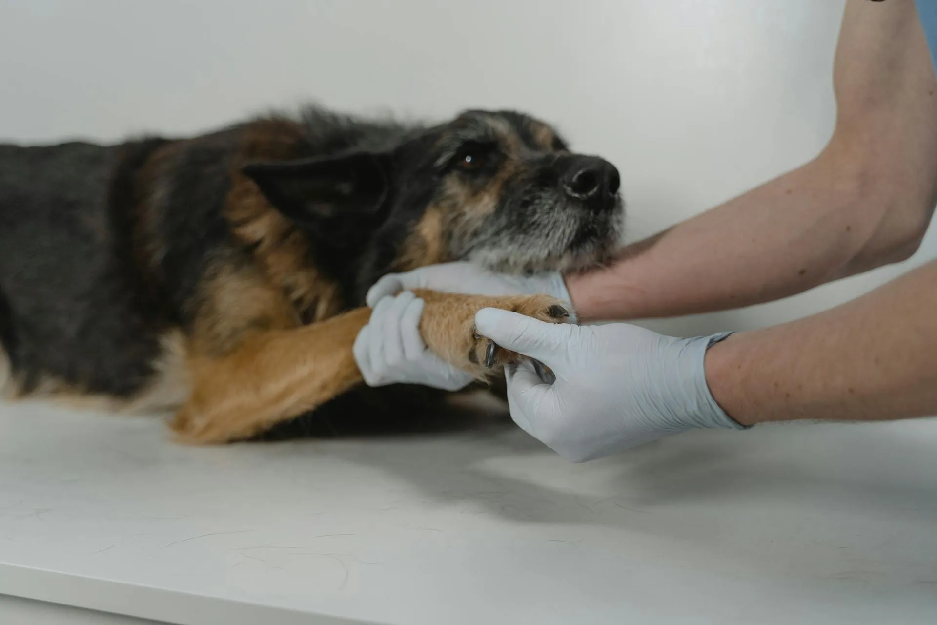 Emergency Vet or Wait Until Morning? How to Decide