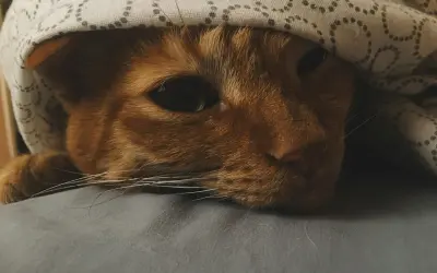 End-Stage Kidney Failure in Cats: When to Say Goodbye