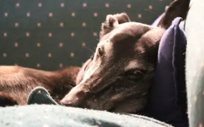 End-Stage Kidney Failure in Dogs: When to Say Goodbye