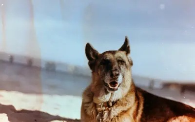 End-Stage Liver Failure in Dogs: When to Say Goodbye