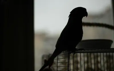 End-of-Life Care for Pet Birds: Signs & Saying Goodbye