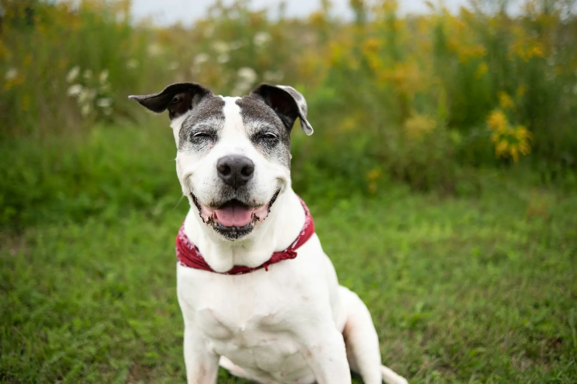 End-of-Life Vet Costs Planning Guide for Pet Parents