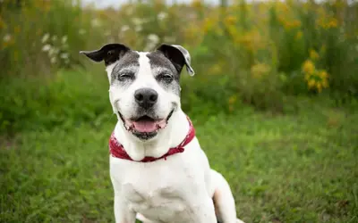 End-of-Life Vet Costs: Planning Guide for Pet Parents