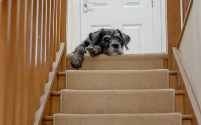 Environmental Enrichment for Senior Pets: A Complete Guide